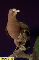 藏品(翠翼鳩)的圖片